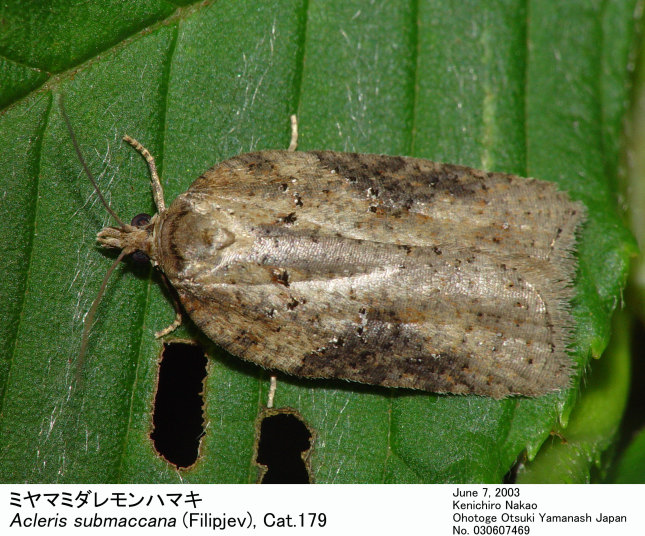 Acleris submaccana 030607469.jpg